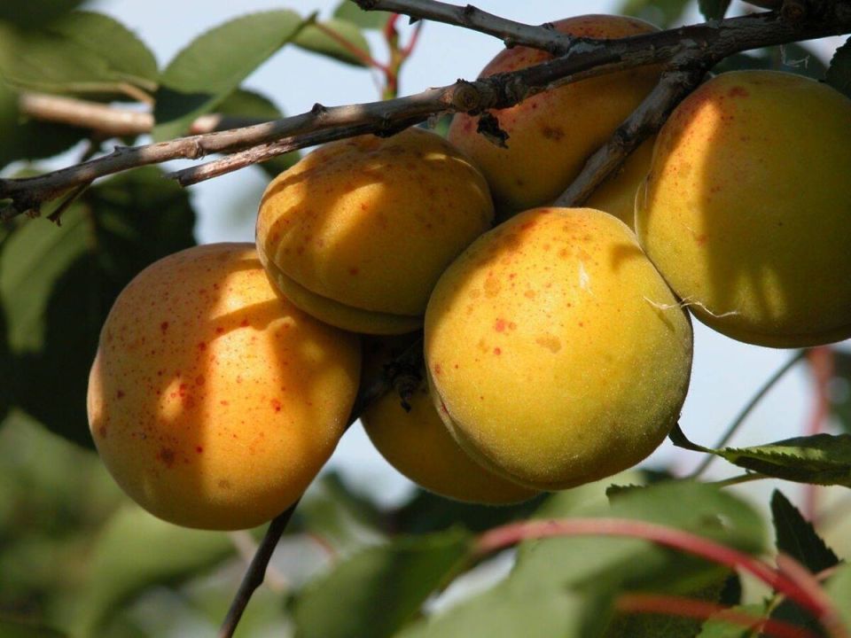 Что делать с абрикосами в пятнах: советы и рекомендации для дачников