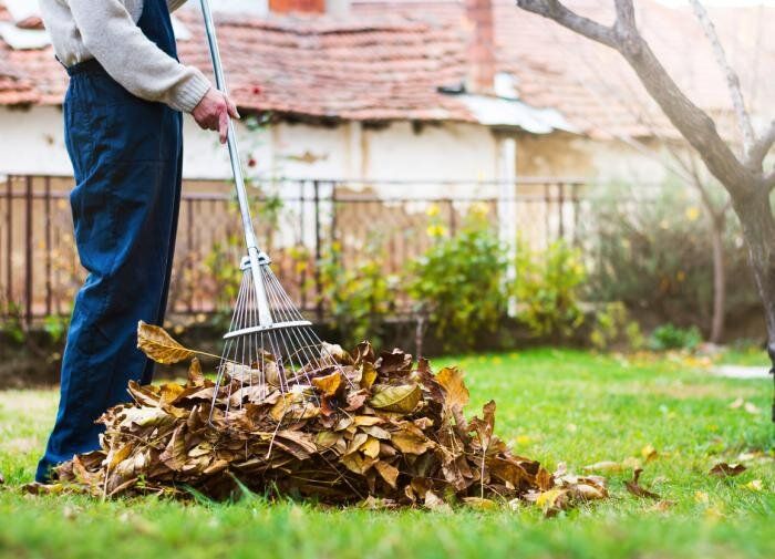Осень в саду: секреты борьбы с грибковыми болезнями