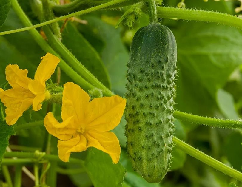 Как подкормить огурцы в августе и получить богатый урожай