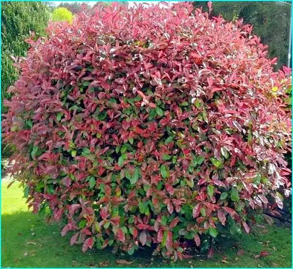 Фотиния: яркий акцент для вашего интерьера