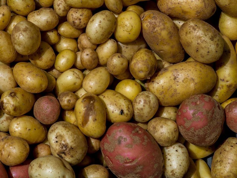 Секреты долгого хранения овощей: как подготовить урожай к зиме