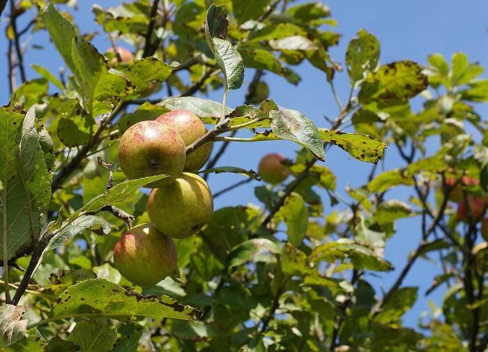 Как вырастить яблоки мечты: советы для садоводов