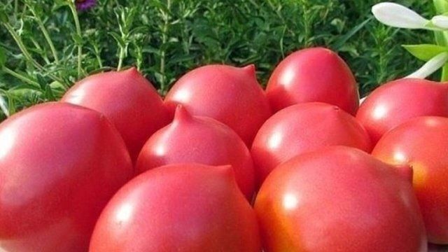 Топ-5 устойчивых сортов томатов в условиях переменчивого климата