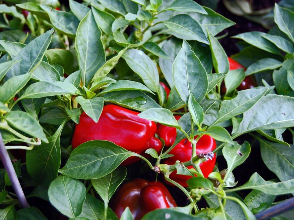 Секреты тропического урожая: как простой способ помогает вырастить идеальные перцы