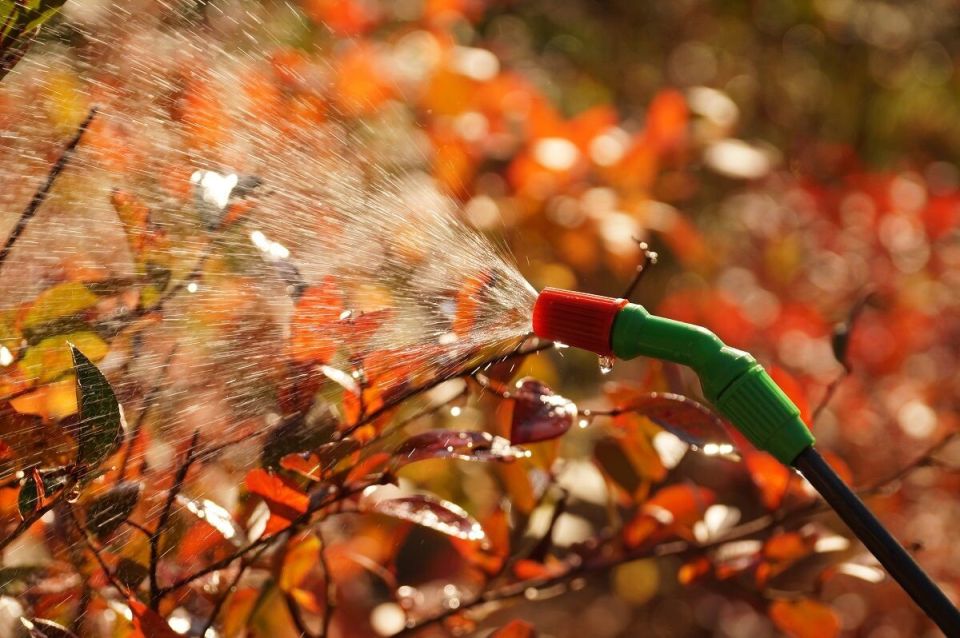 ��� �������� ���� ��� ������: ����������� ������ � ��������