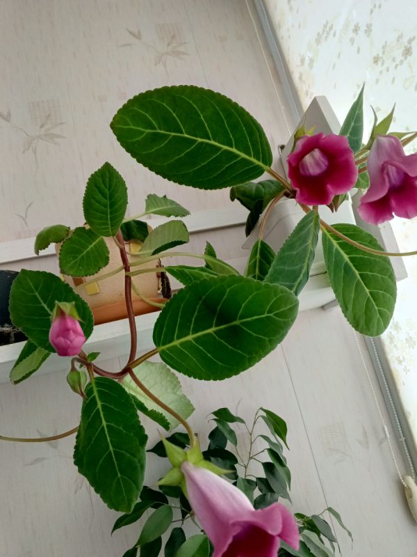 Как справиться с неожиданной болью в пятке перед поездкой: советы и рекомендации