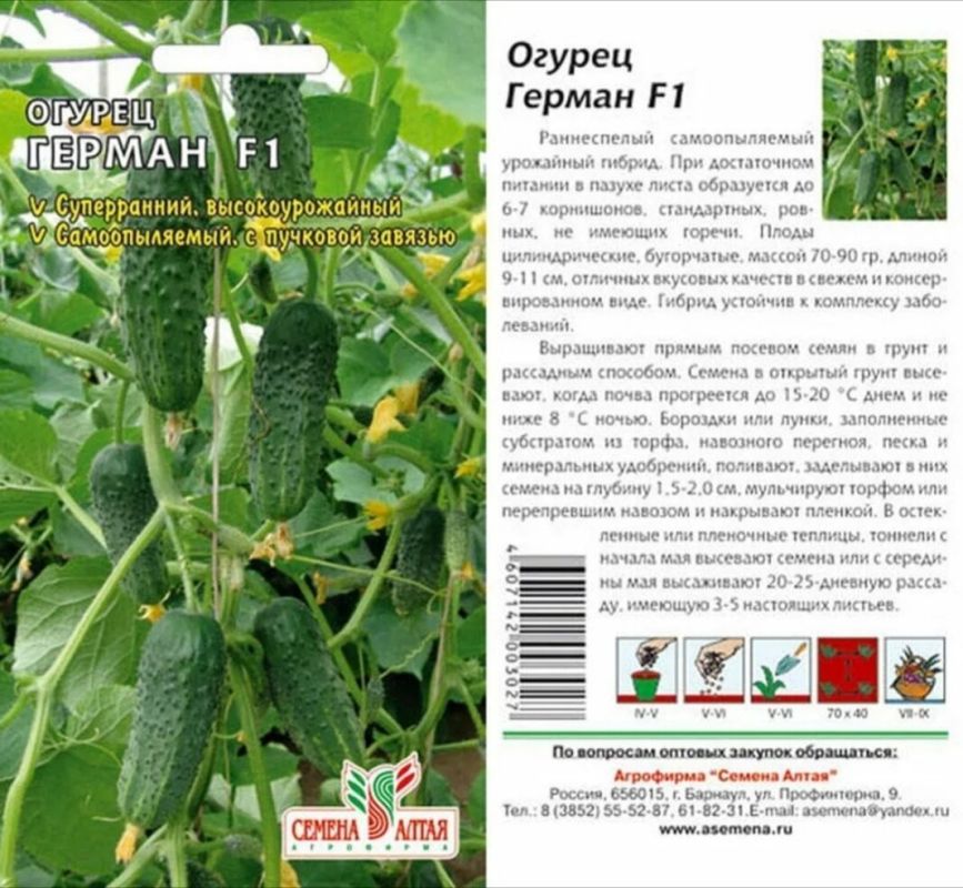 Совет да выбор: огурцы Маша и Герман на фоне новинок