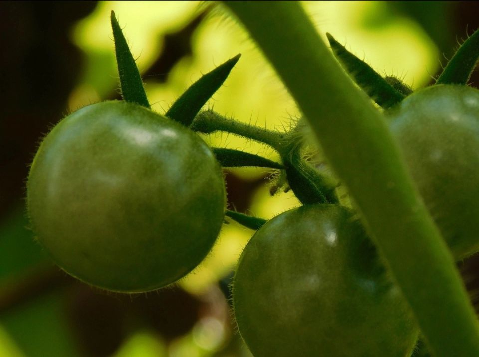 ����������� ������ ���������: ��� ������ � ������� �������� ��������� �����