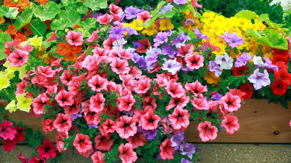 ������� ����� ������� ����� ������ ��� �����������, ���� ��������� ��� �������