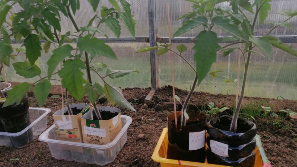 ��� ����������� ��������� ����������� ����� ��� ������� ����� �� 18 ������