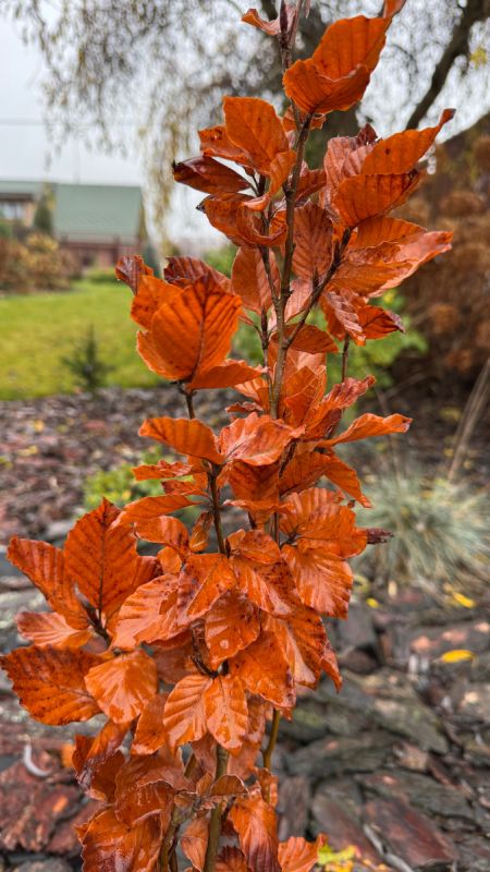 ������� �����: ������������� ��� ��������� ���� � ������� ������ ������ ����