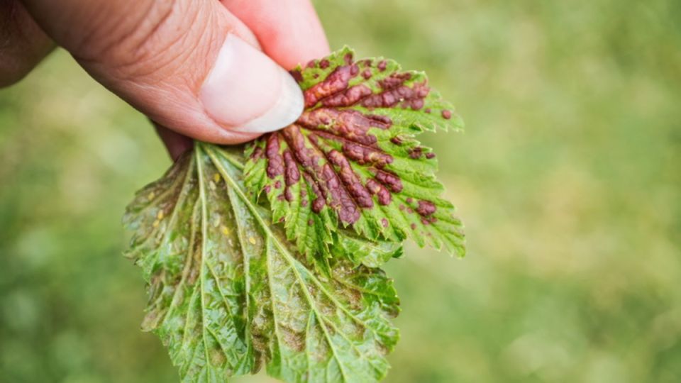 ��� ���������� �������� ������ ���������: ������� ������� ���������