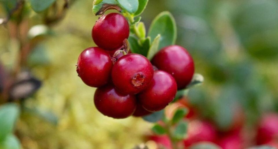 ������� ���������� ��� ��������