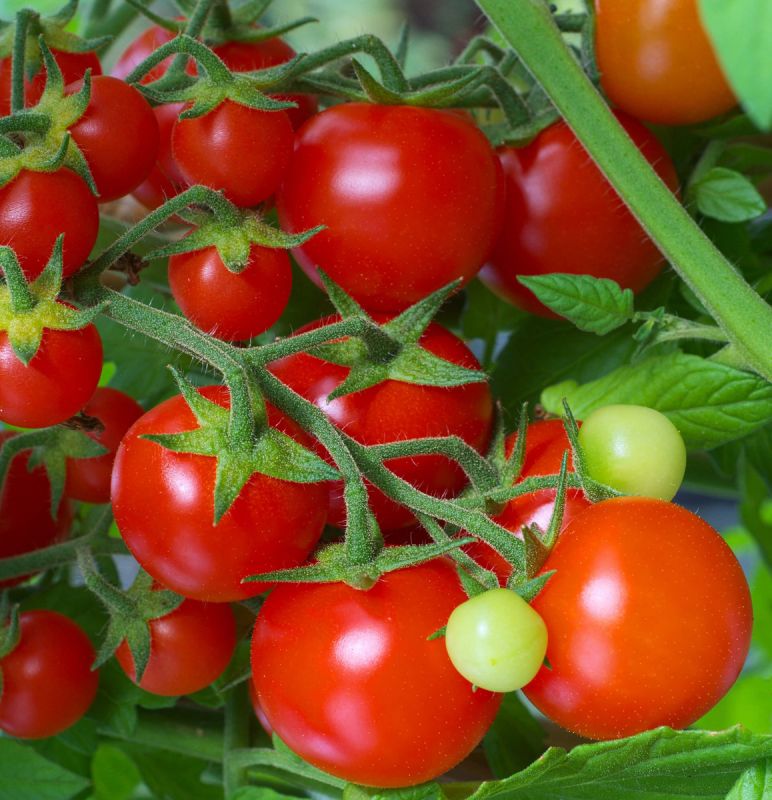 ��� �������� �������� � ����: ������� �� �������� �������