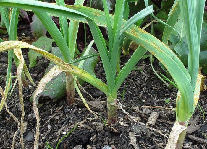 ���� �� ������ ��������: ������� ��������� �����������