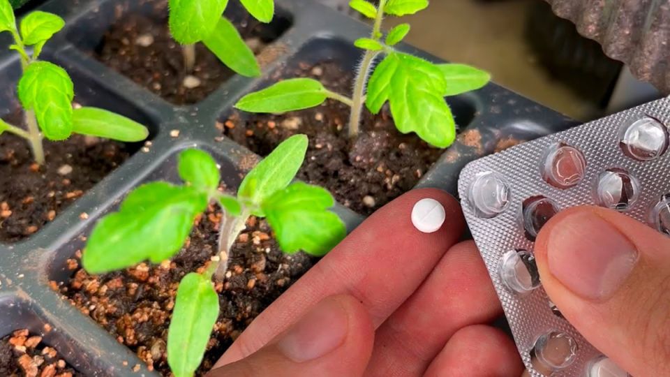 ������� ������� �������: ��� ����� ��� �������� ����� �������� ��� ������