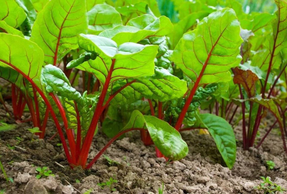 ����������� ������ ��������: ������� ��������� ������