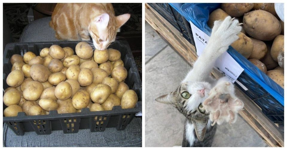 ����� � ����: ��� ������ ����������� ���� ������ � �������� ��������