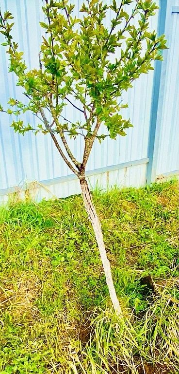 ��� ��������� ������ �� ����: ������� ��������� �����������