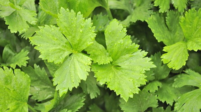 ��� ������ ����� ������� ��� ������: ������� ������ �������