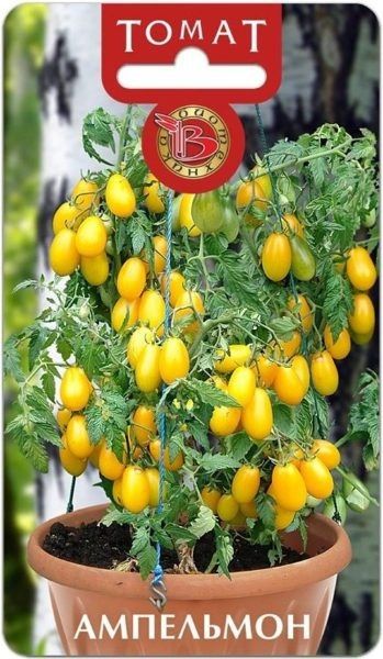 ����� ���������: ��� ��������� �������� ����� �� ����� �������