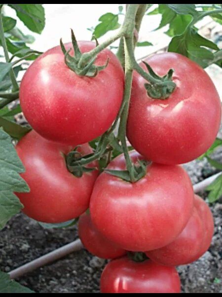 ����� ������� �������: ��� ��������� �������� ��� �������