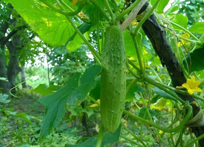 ��� �������� ������� ������ ������: ������� ��������� ������