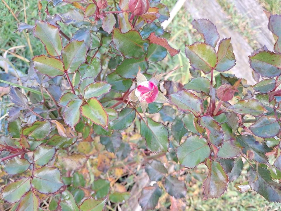 ������� ��������� ���: ��� � ����� ������� �� ����� �����