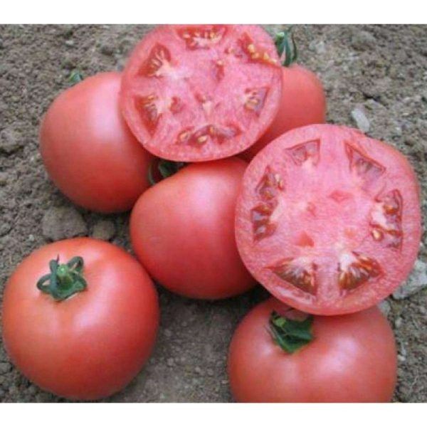 Томат Алези: спокойное объяснение сильных сторон и ухода за открытым грунтом