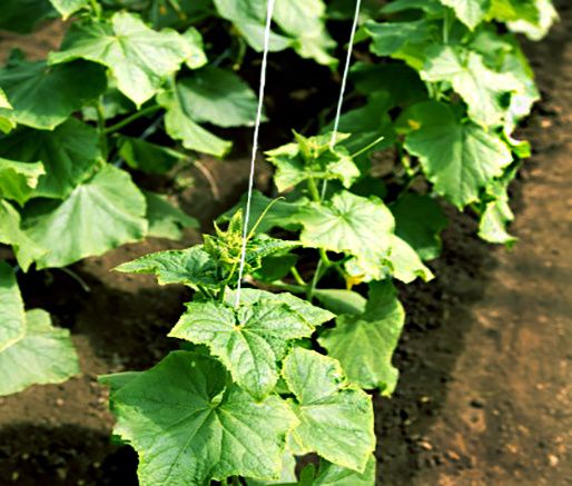 ��� ���� � ����� ������ �� ������� � ��������� ��������