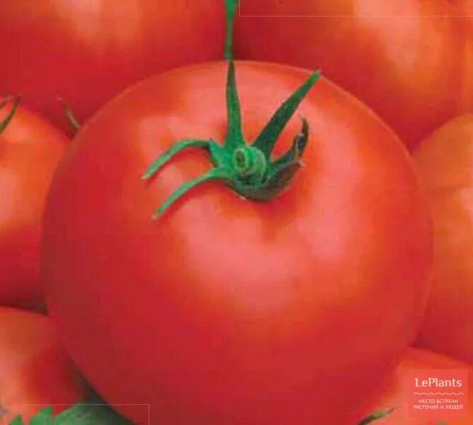 ����� �����: ��������� ������ �� �������, �� ������� ������