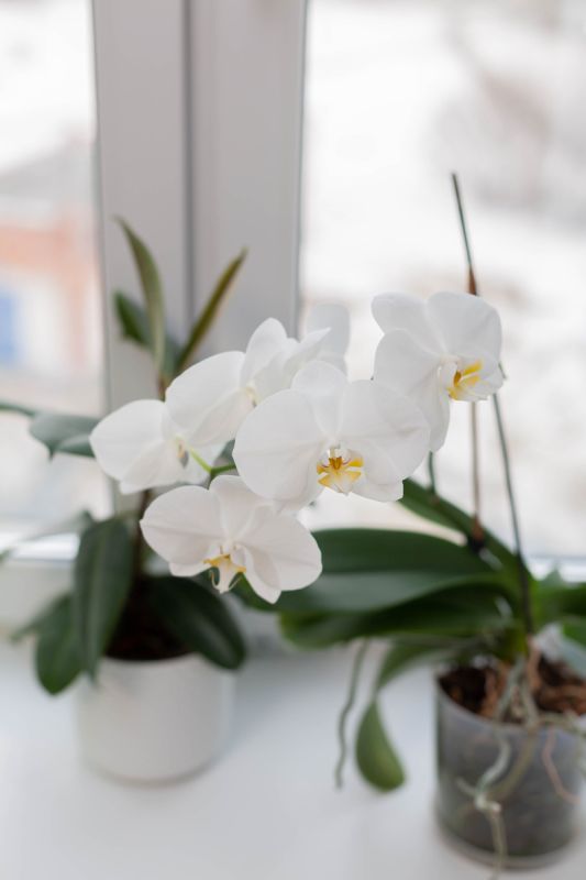 Не выбрасывайте орхидею: что нужно сделать сразу после покупки