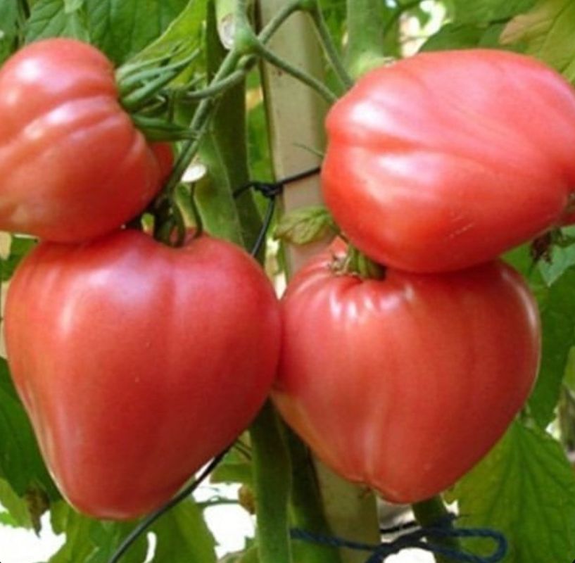 Соседи завидуют моим миниатюрным, но крупноплодным томатам