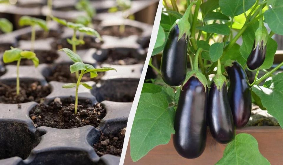 Когда сеять баклажаны на рассаду: лучшие даты в феврале