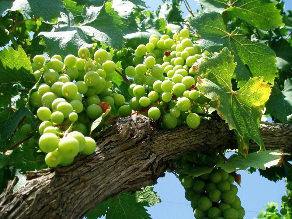 Как вырастить виноградный шедевр всего за один сезон