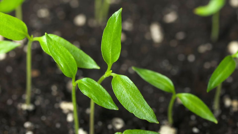 Как заставить перец всходить за 5 дней: секреты быстрой рассады