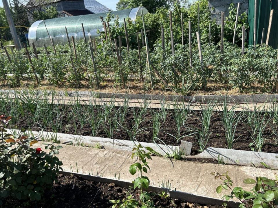 Невидимые враги вашего огорода: что мешает растениям процветать?