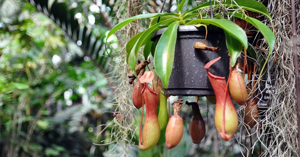 Как создать идеальный грунт для непентесов: секреты успешного ухода