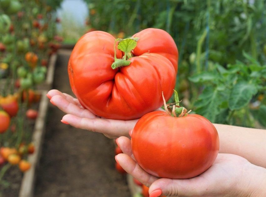 ����� �������: ������� ������ ��� ������ �����