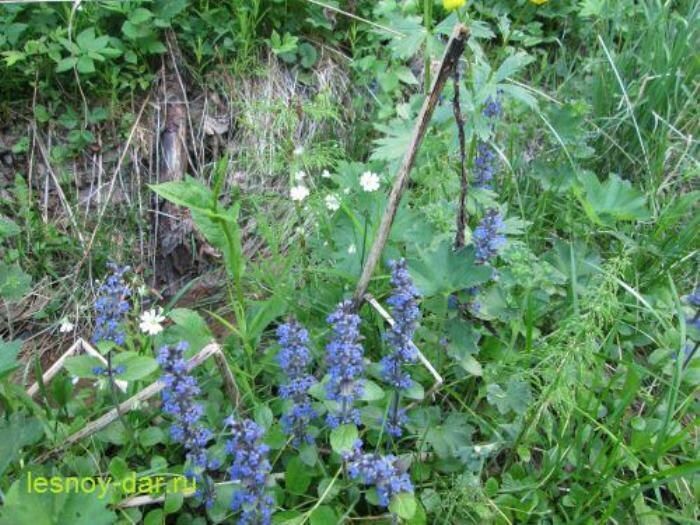 ����� ������� ��������: ������������ ��������, ������� ����� �������� �� �����