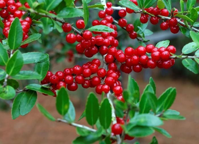 ��� ��������� ������ �� ����� �������: ������ � ������������