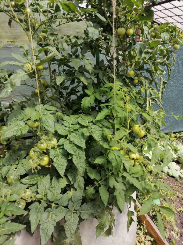 ��������� ����� ���������: ������������ ����� � ������ �� �������� ������