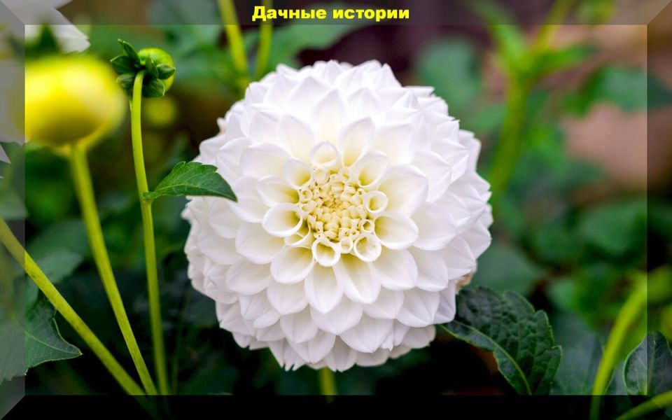 Секреты успешного выращивания георгин: красивые сорта для любого климата