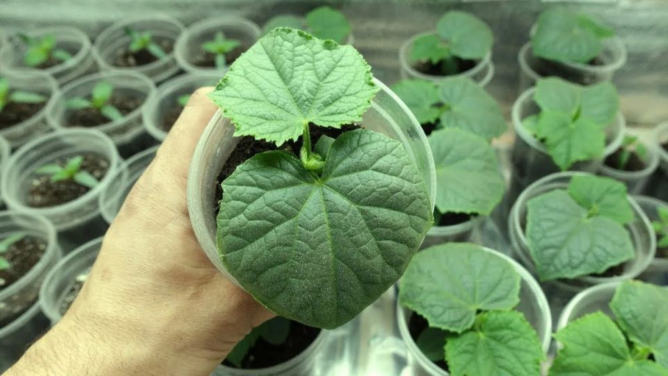 Секрет ранних огурцов: как метод двойной посадки решит проблему рассады