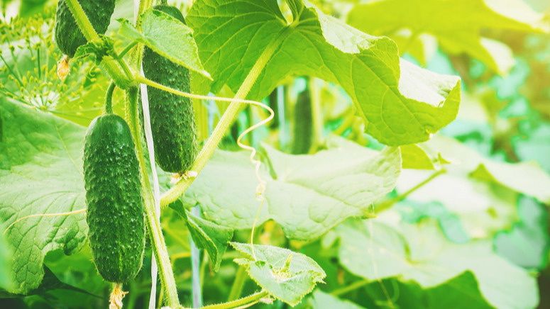 ��� ��������� ������ �� ����������: ������� ��������� �����