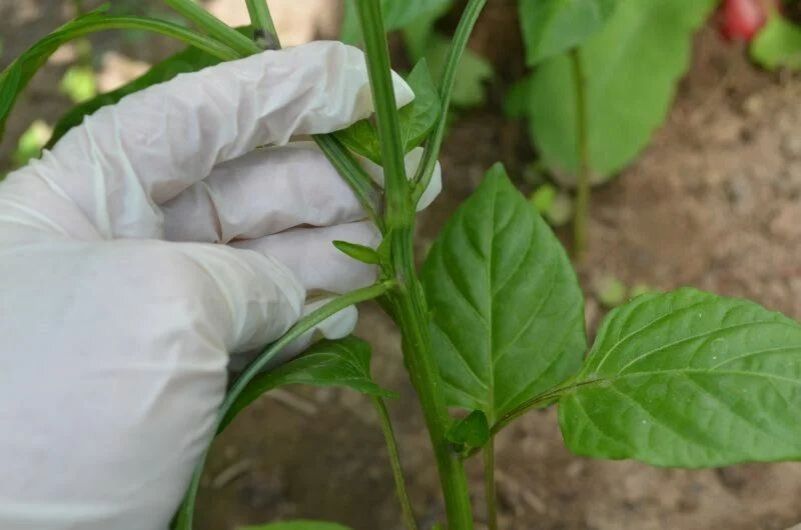 ��� ��������� ����������� ����� ��� ���������� ������