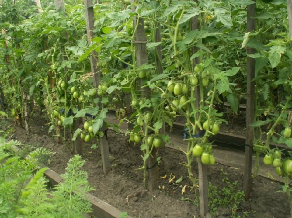 Забота о томатах в августе: как предотвратить болезни и ускорить созревание