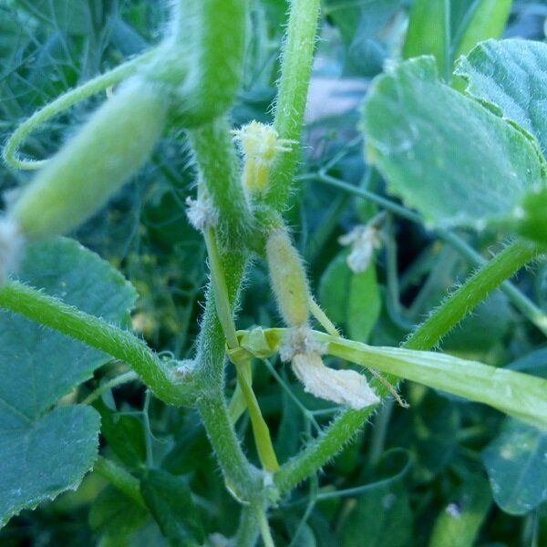 Причины проблем с завязями огурцов: от пожелтения до опадения