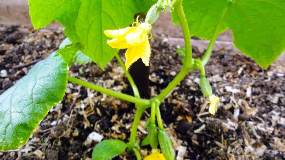 ��� ������� ��������� ��� ��������� �������: ������� � ������������