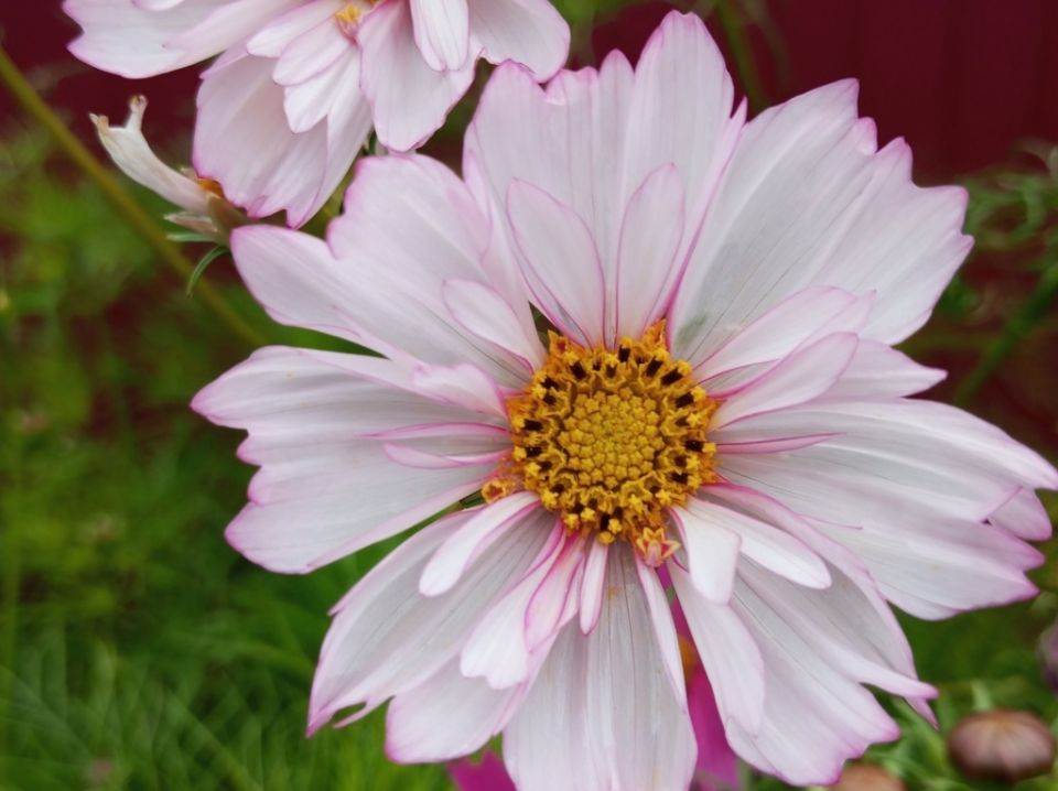 Топ-10 однолетников для зимнего посева